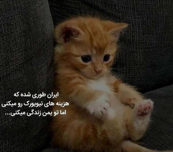 عکس نوشته عاشقانه گربه