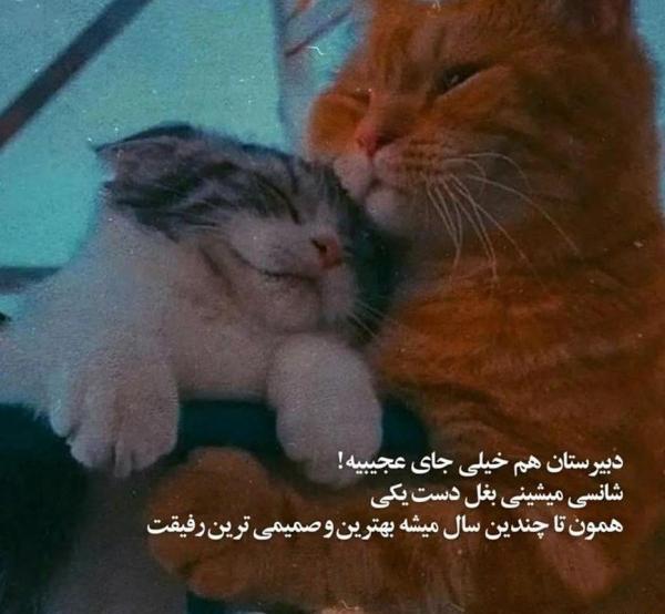 عکس نوشته عاشقانه گربه