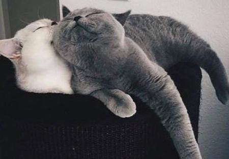 عکس نوشته عاشقانه گربه