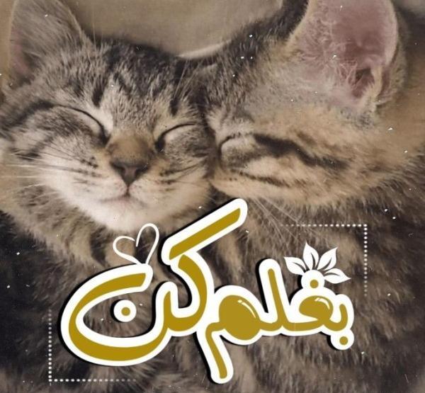 عکس نوشته عاشقانه گربه