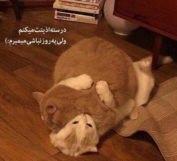 عکس نوشته عاشقانه گربه
