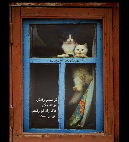 عکس نوشته عاشقانه گربه