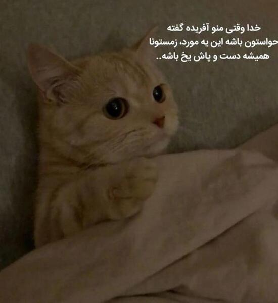 عکس نوشته عاشقانه گربه