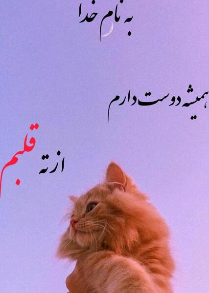 عکس نوشته عاشقانه گربه