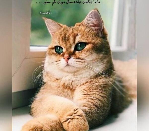 عکس نوشته عاشقانه گربه
