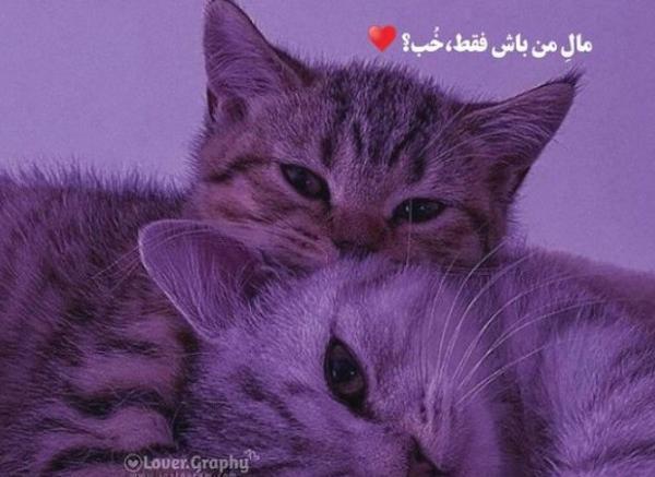 عکس نوشته عاشقانه گربه