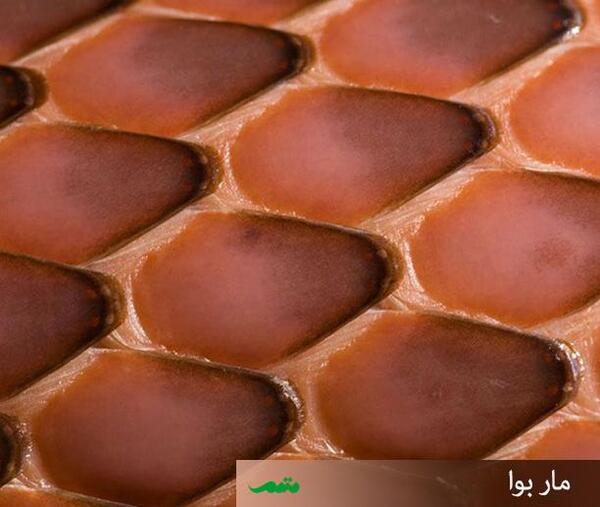 عکس بافت حیوانات