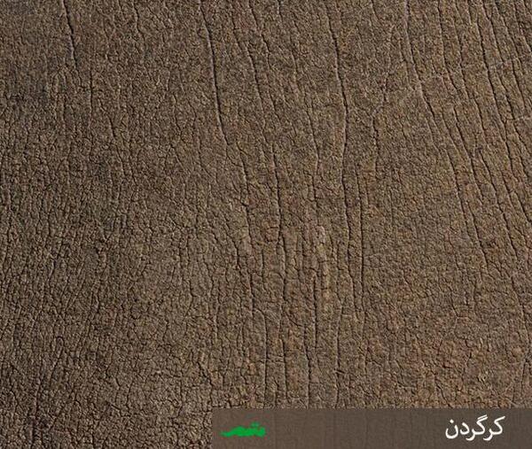 عکس بافت حیوانات