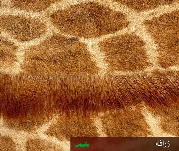 عکس بافت حیوانات