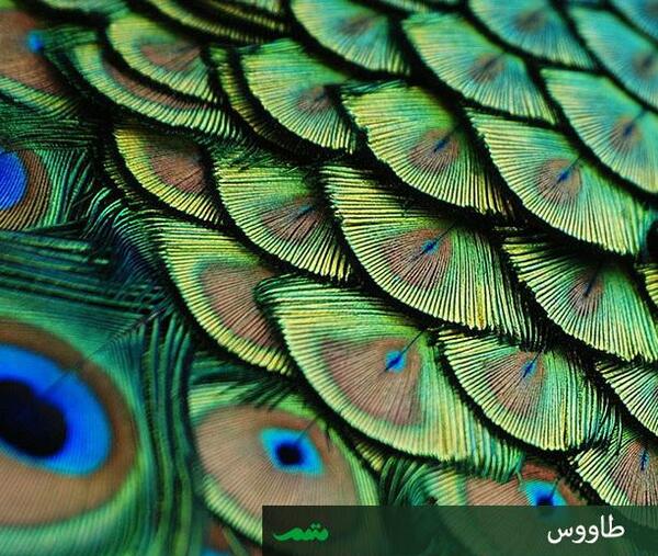 عکس بافت حیوانات