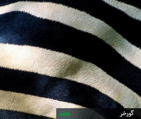 عکس بافت حیوانات