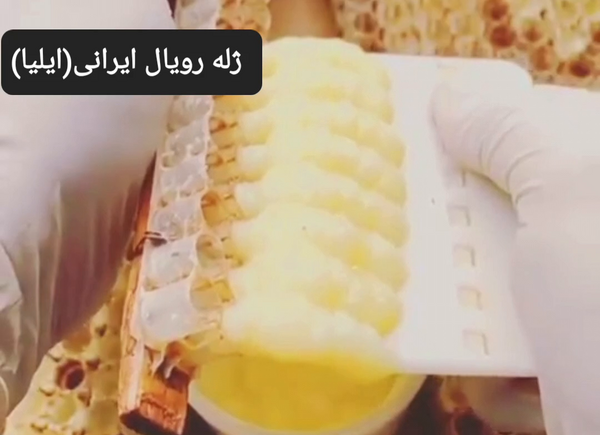 عکس ژله رویال