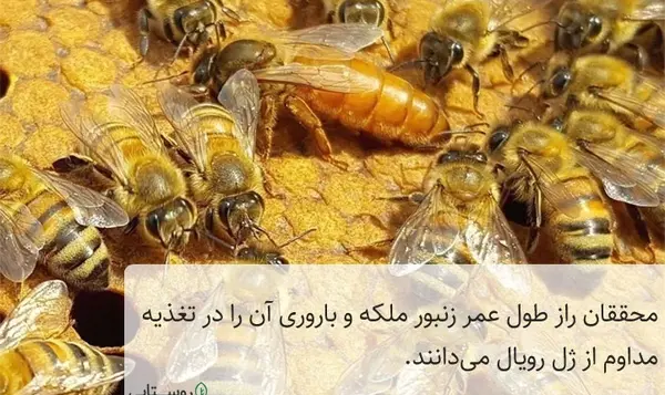 عکس ژله رویال