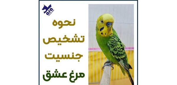 عکس مرغ عشق ایرانی