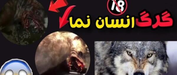 عکس گرگ آدم خوار واقعی