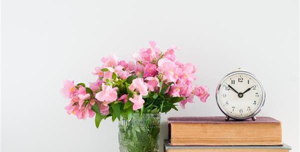 عکس گربه روی کتاب