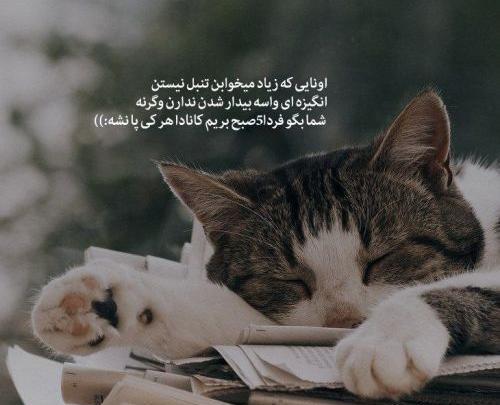 عکس گربه روی کتاب