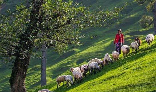 عکس مجری ایرانگرد