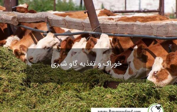 عکس غذای گاو