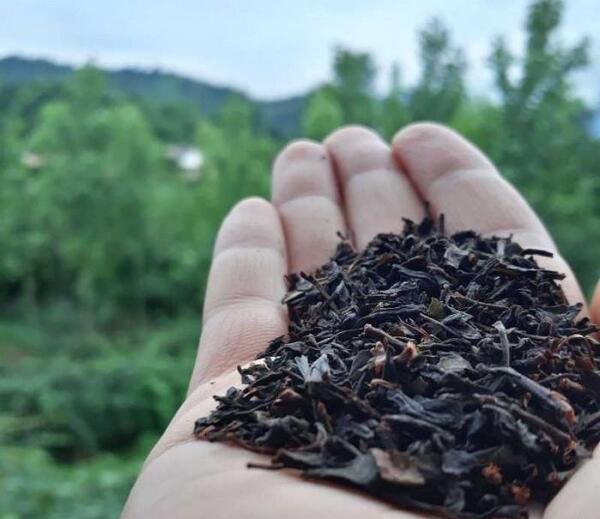 عکس چای ممتاز