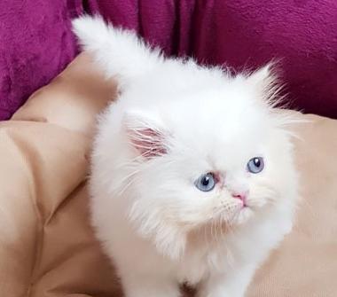 عکس فیک گربه خانگی