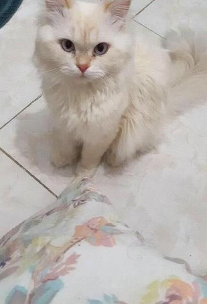 عکس فیک گربه خانگی