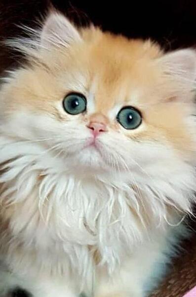 عکس فیک گربه خانگی