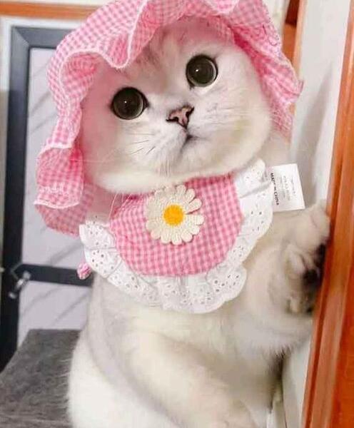 عکس فیک گربه خانگی
