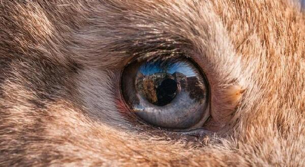 عکس خرگوش چشم قرمز
