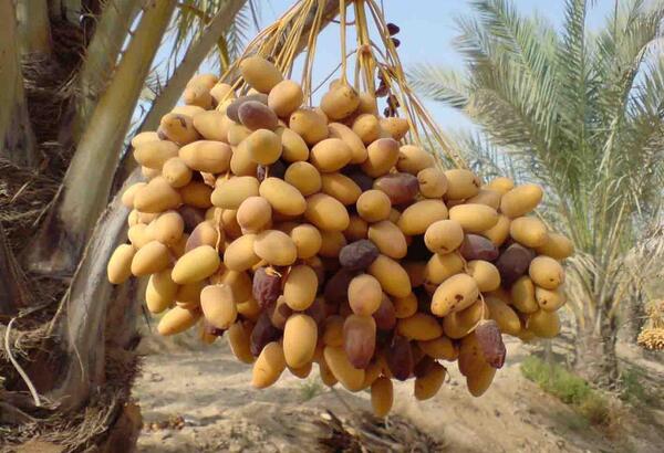 عکس بازی یک قل دو قل