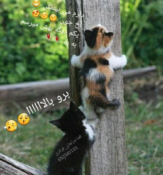 عکس نوشته طنز زولبیا بامیه