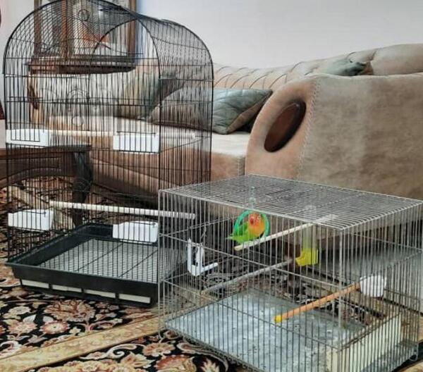 عکس طوطی توی قفس
