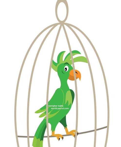 عکس طوطی توی قفس