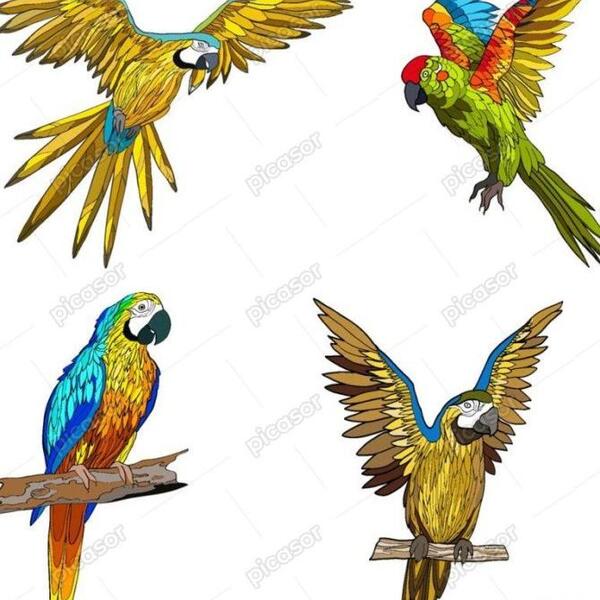 عکس طوطی توی قفس