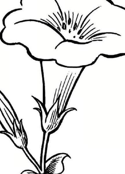 عکس گل طبیعی برای نقاشی