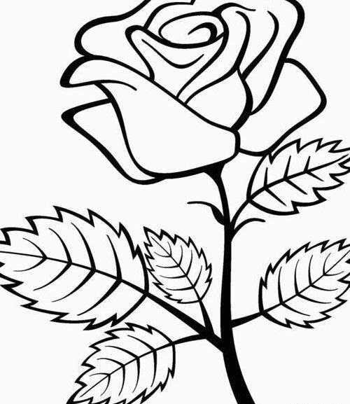 عکس گل طبیعی برای نقاشی