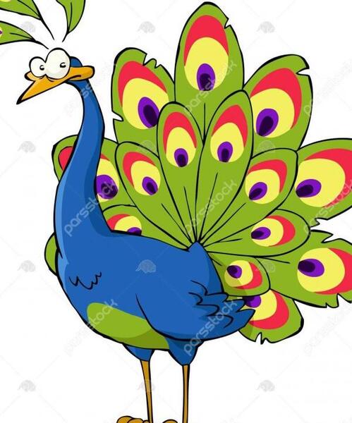 عکس طوطی و طاووس