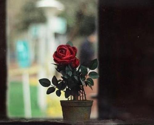 عکس برای پروفایل هنری