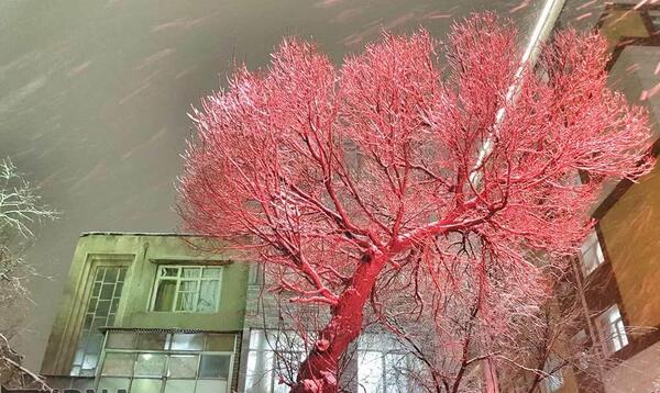عکس بارش برف تهران