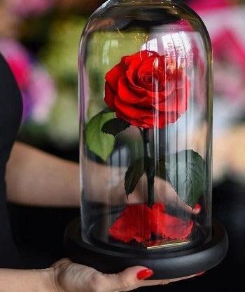 عکس گل رز توی شیشه