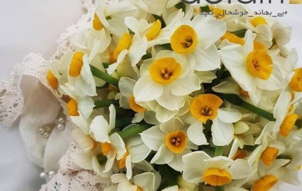 عکس دسته گل نرگس عروس