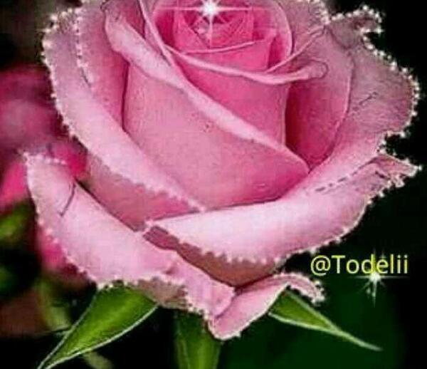 عکس گل سمیرا