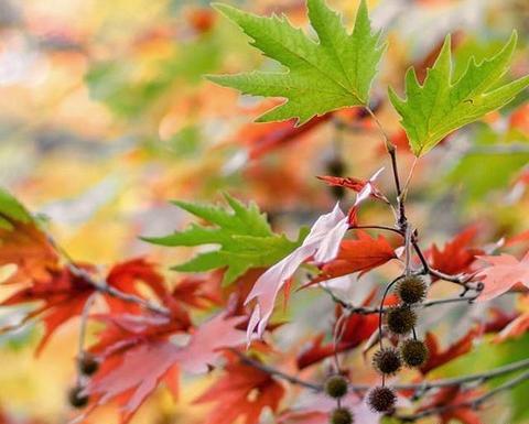 عکس نوشته جدید پاییزی