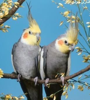 عکس های عاشقانه طوطی
