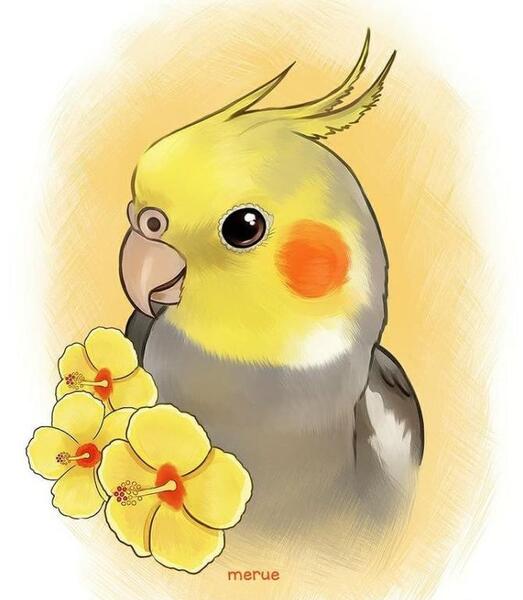 عکس های عاشقانه طوطی