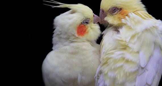 عکس های عاشقانه طوطی