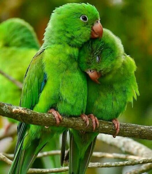 عکس های عاشقانه طوطی