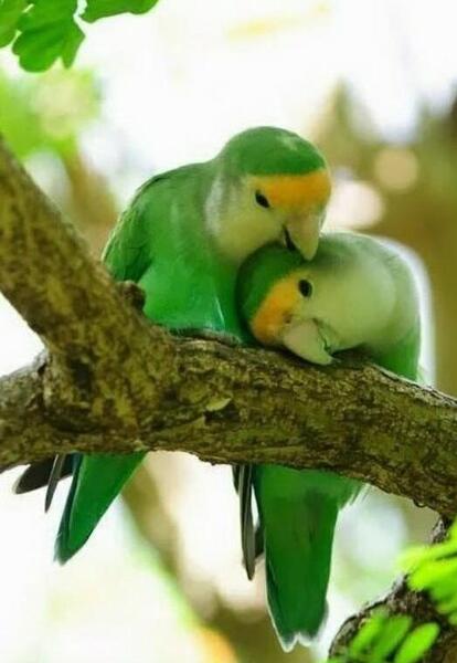 عکس های عاشقانه طوطی
