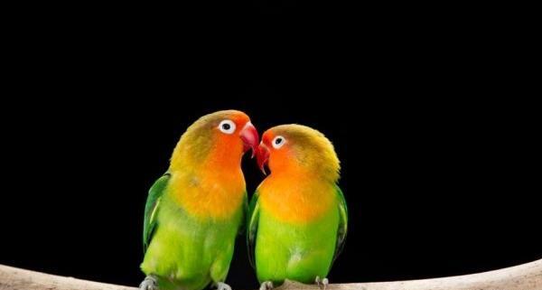 عکس های عاشقانه طوطی
