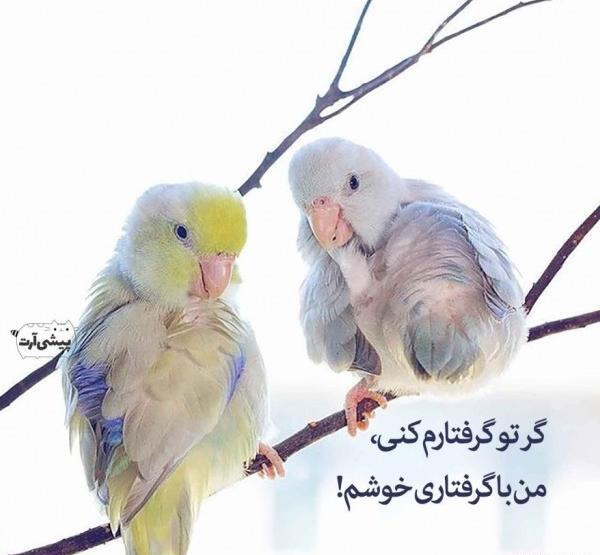 عکس های عاشقانه طوطی